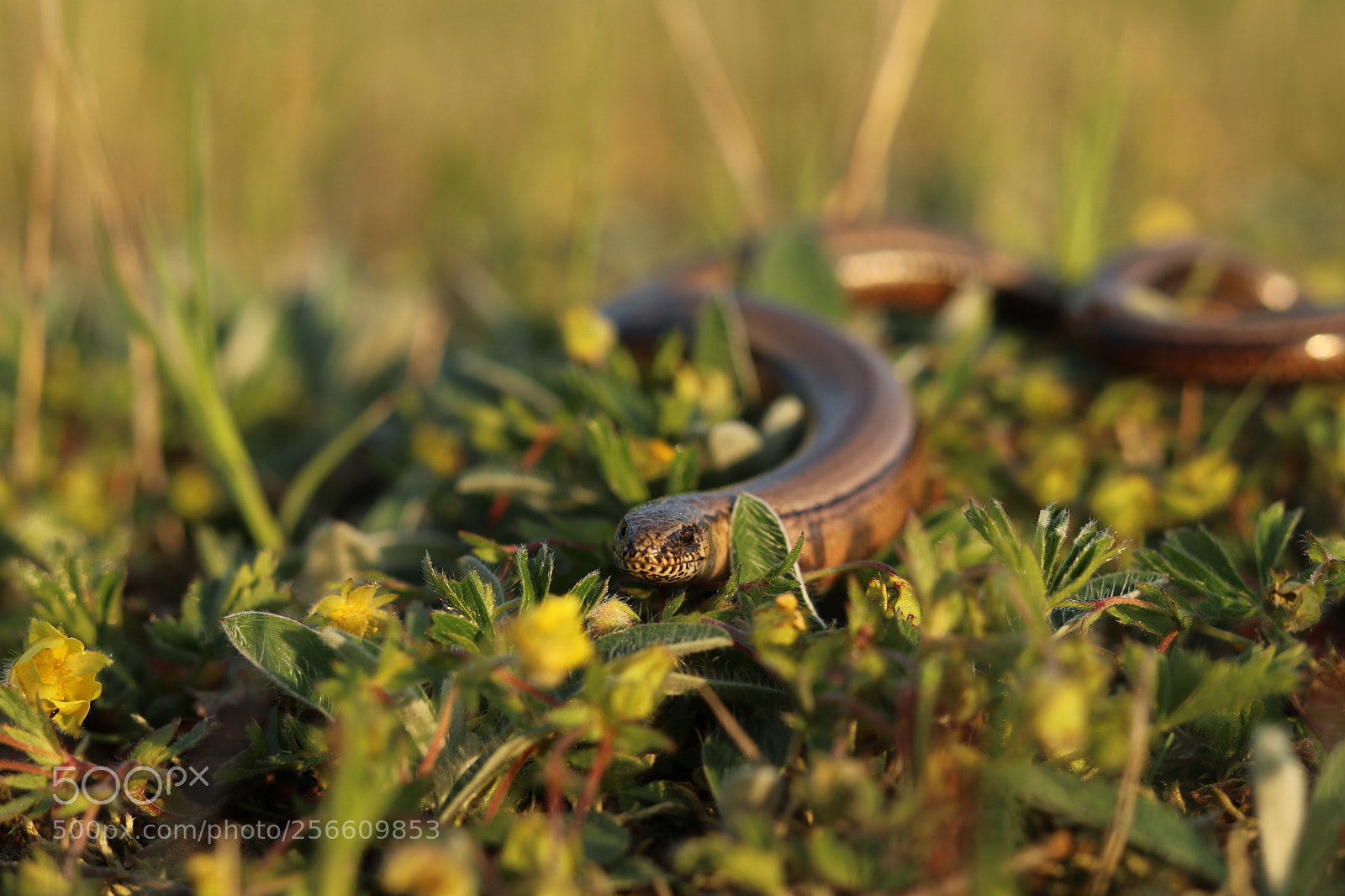 Canon EOS 80D + Canon EF 50mm F1.8 STM sample photo. Blindschleiche im goldenen licht photography