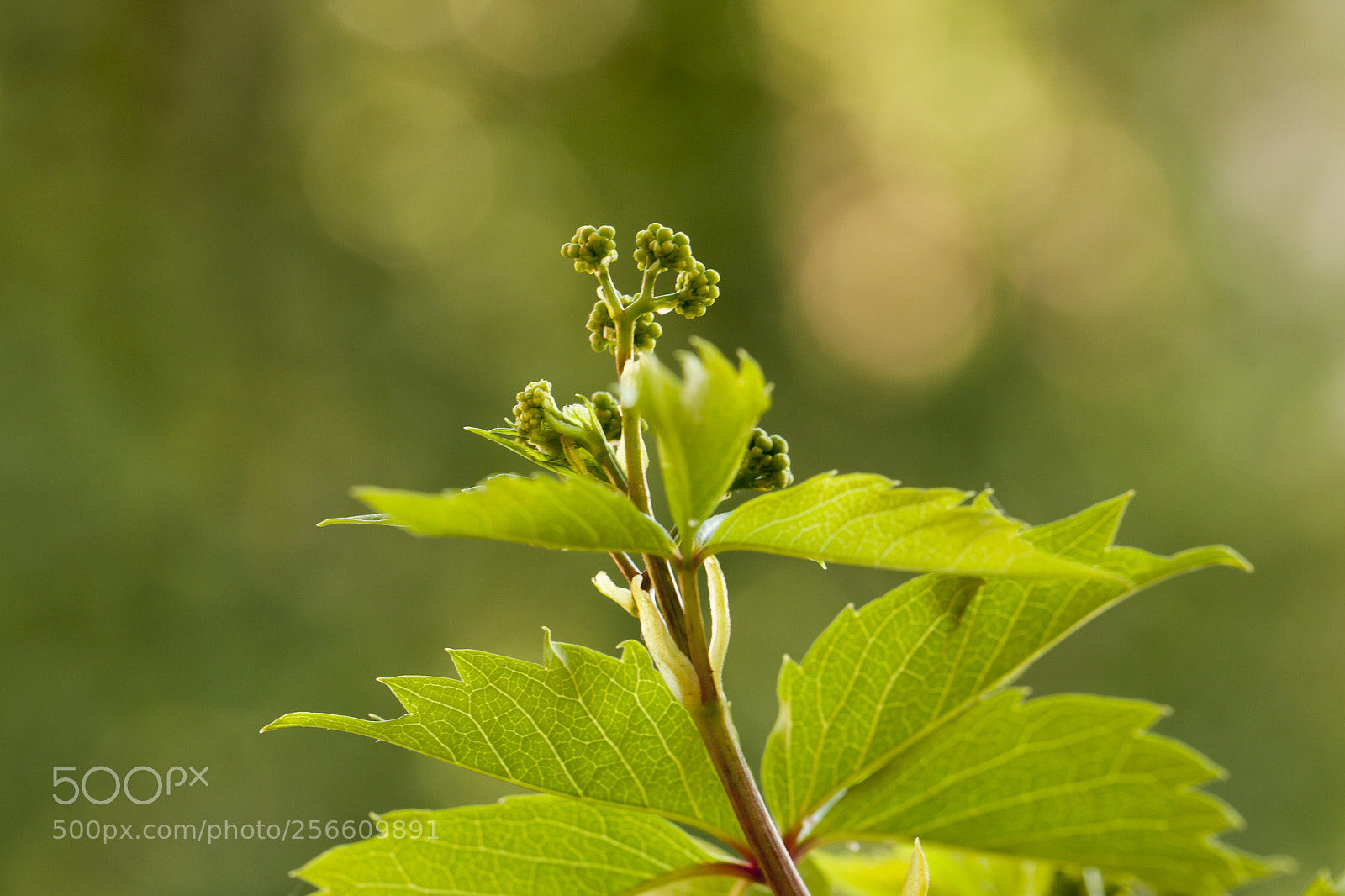 Canon EOS 500D (EOS Rebel T1i / EOS Kiss X3) sample photo. Young branch of grapes photography