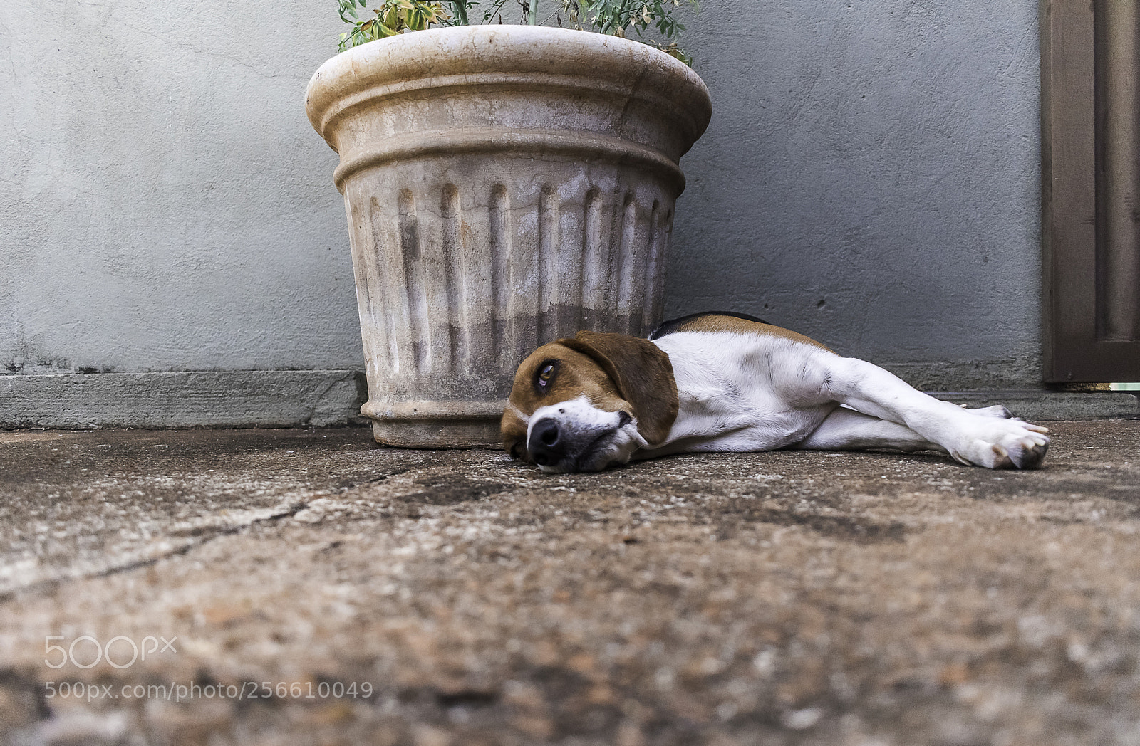 Nikon D5300 sample photo. Dog beagle photography