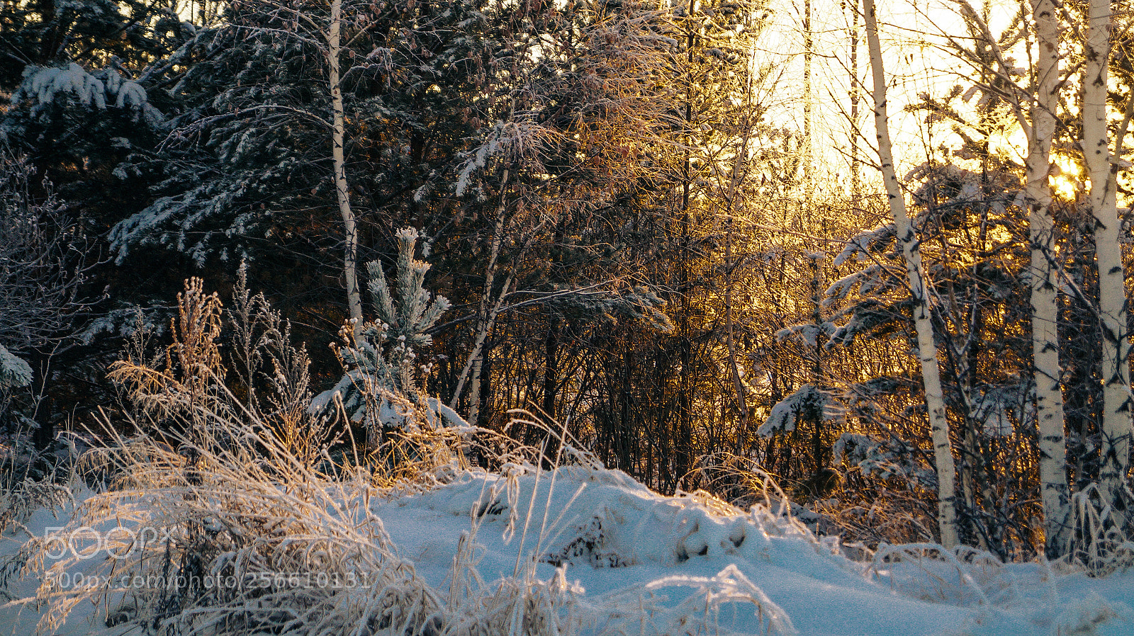 Sony SLT-A58 sample photo. Winter photography