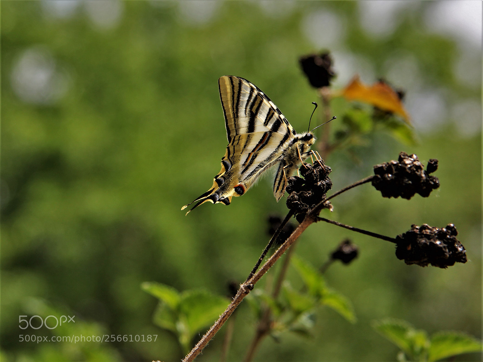 Canon EOS 60D sample photo. Mariposa 2 photography