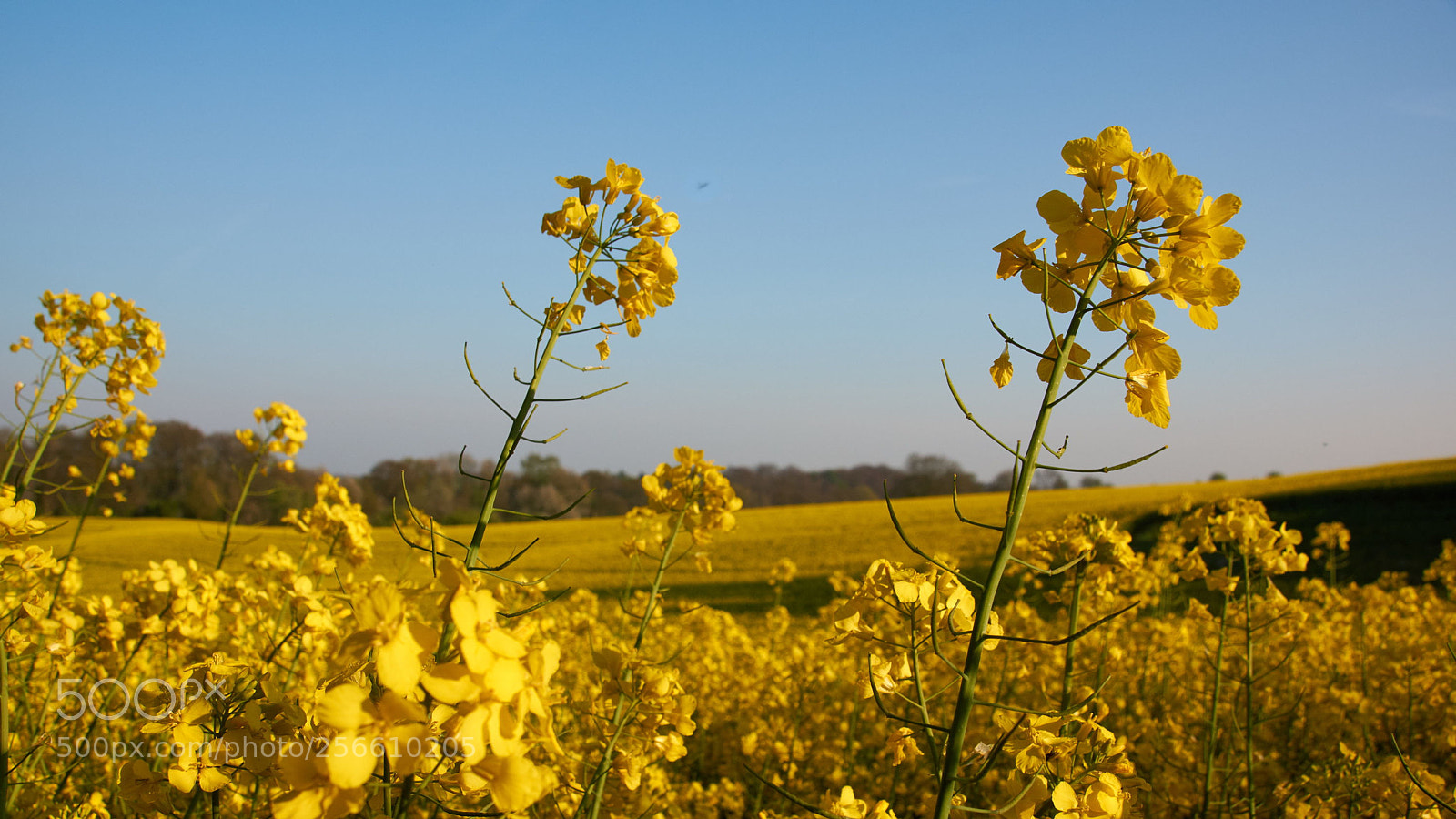 Sony SLT-A65 (SLT-A65V) sample photo. Rape plant -2 photography