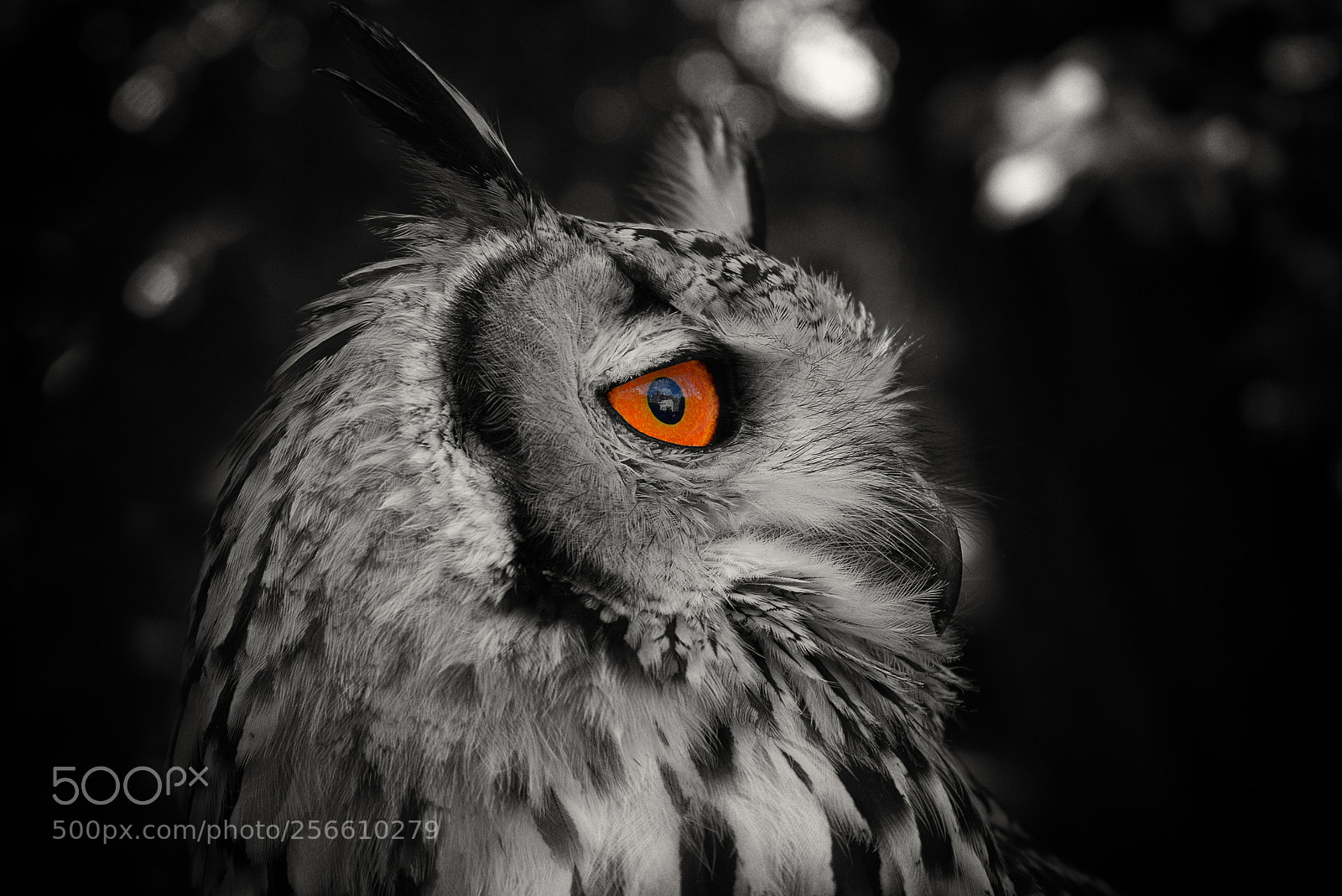 Nikon D3300 sample photo. Owl looking for pray photography