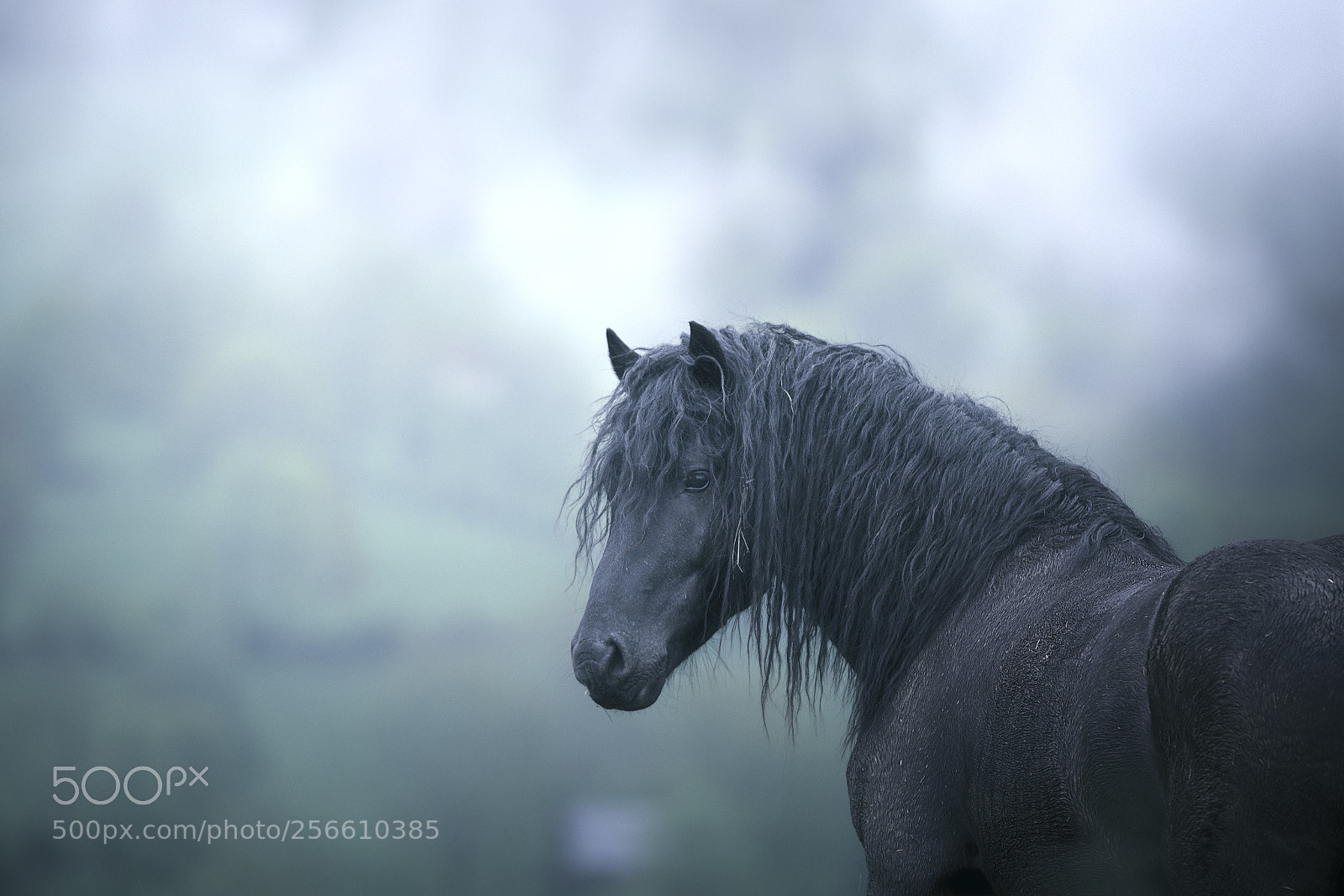 Nikon D7200 sample photo. Black horse photography