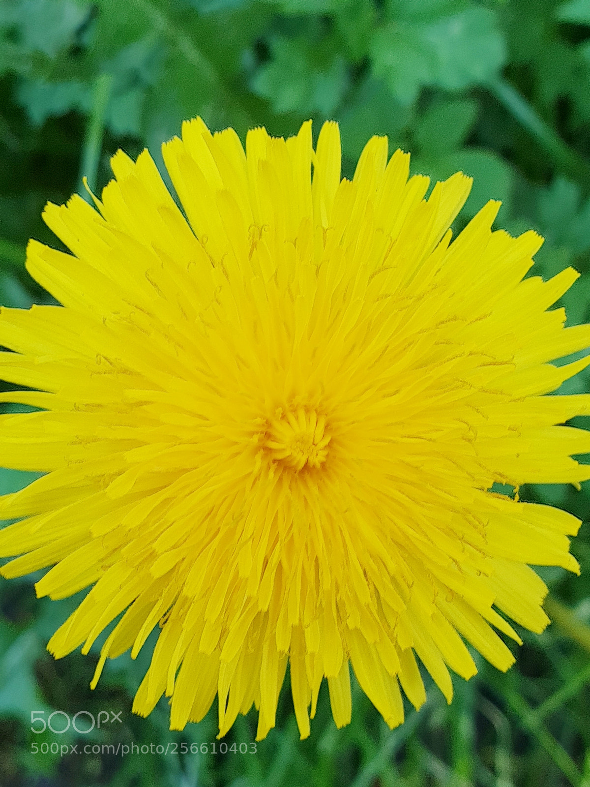 Samsung Galaxy S9+ sample photo. Untitled photography