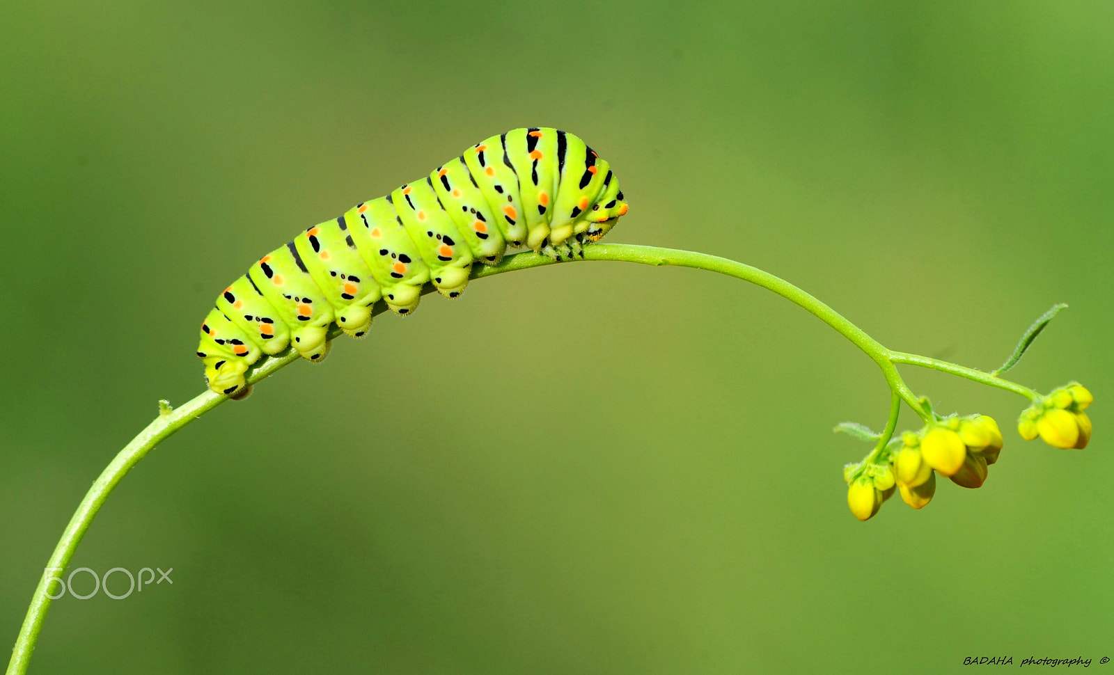 Nikon AF-S Micro-Nikkor 105mm F2.8G IF-ED VR sample photo. Going up..! photography