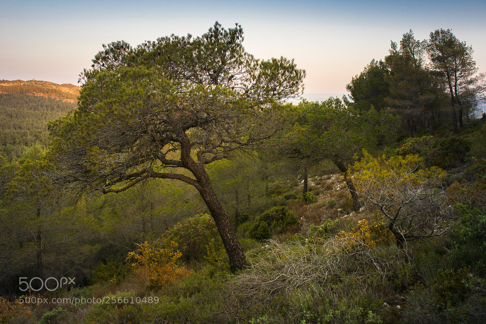 Nikon D810 sample photo. Les alpilles photography