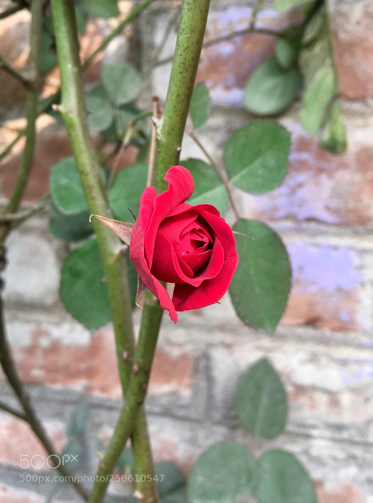 Apple iPhone SE sample photo. Bfd e ae bac photography