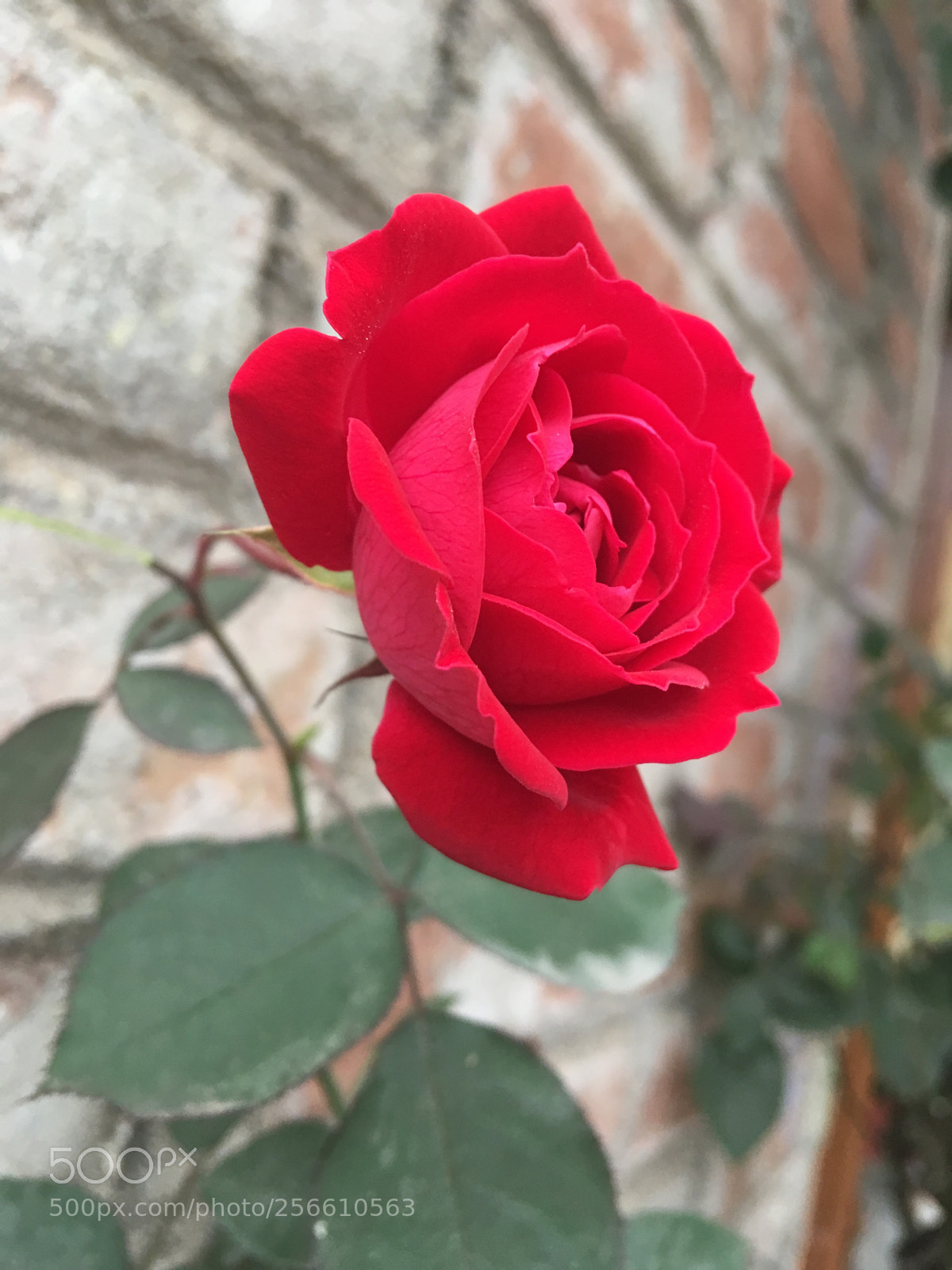Apple iPhone SE sample photo. Abadc dabfbddb photography