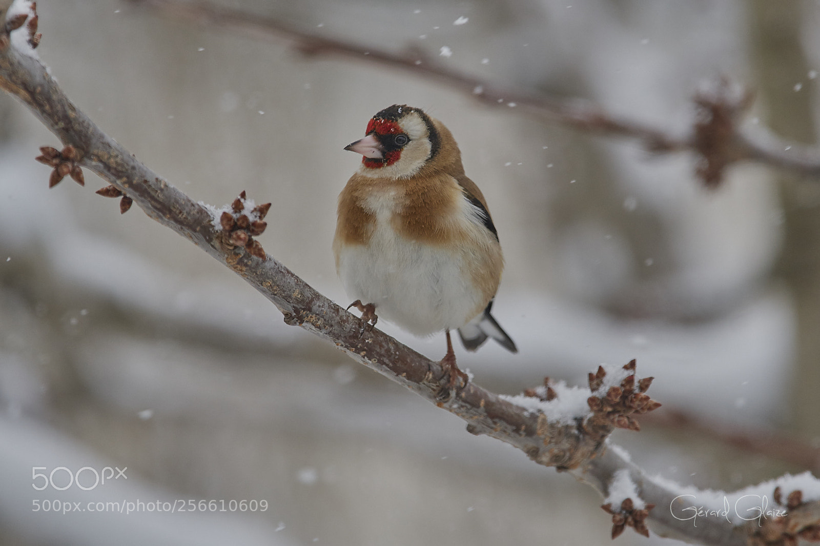 Nikon D500 sample photo. European goldfinch photography