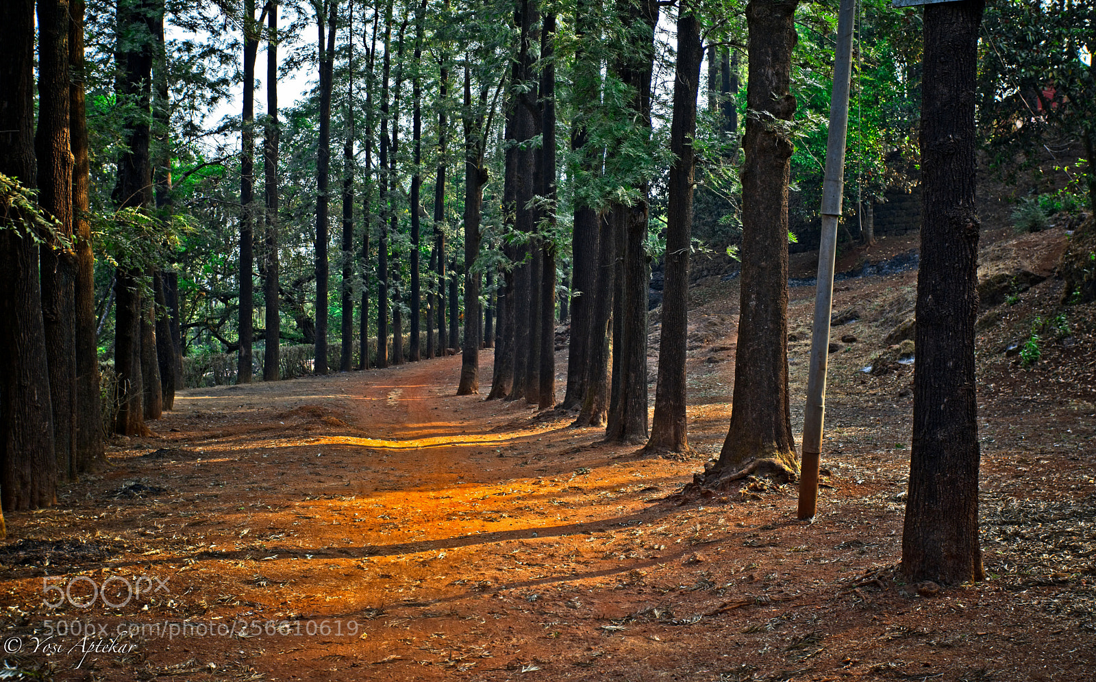 Canon EOS 5D Mark IV sample photo. The golden path photography