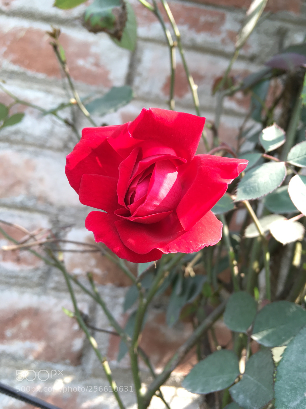 Apple iPhone SE sample photo. Ba eaeb photography
