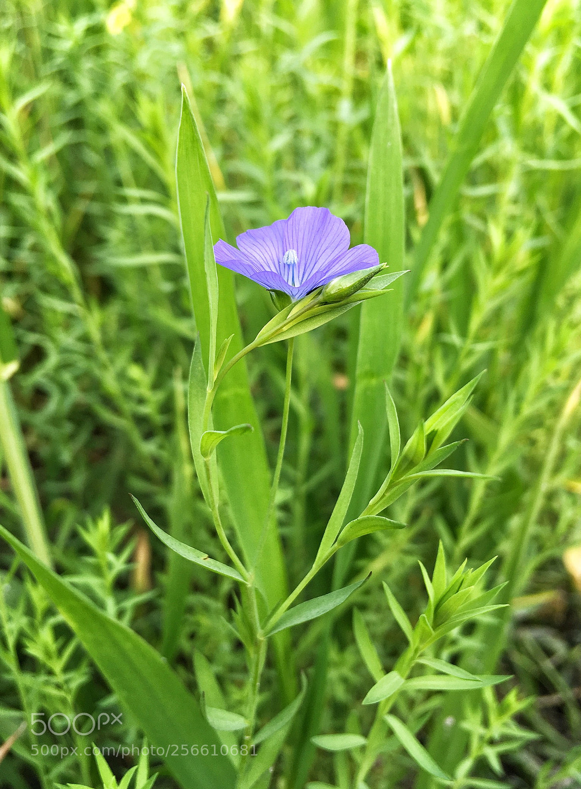 Apple iPhone SE sample photo. Eec fd aae photography