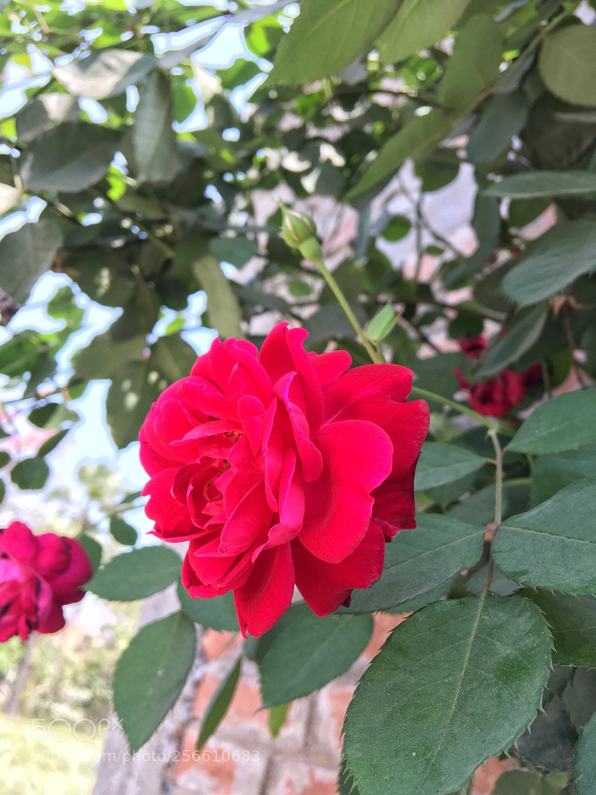 Apple iPhone SE sample photo. Fedacabfb photography