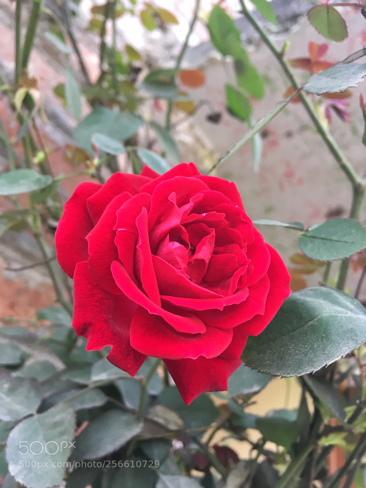 Apple iPhone SE sample photo. Bdba cbbdefccdeb photography