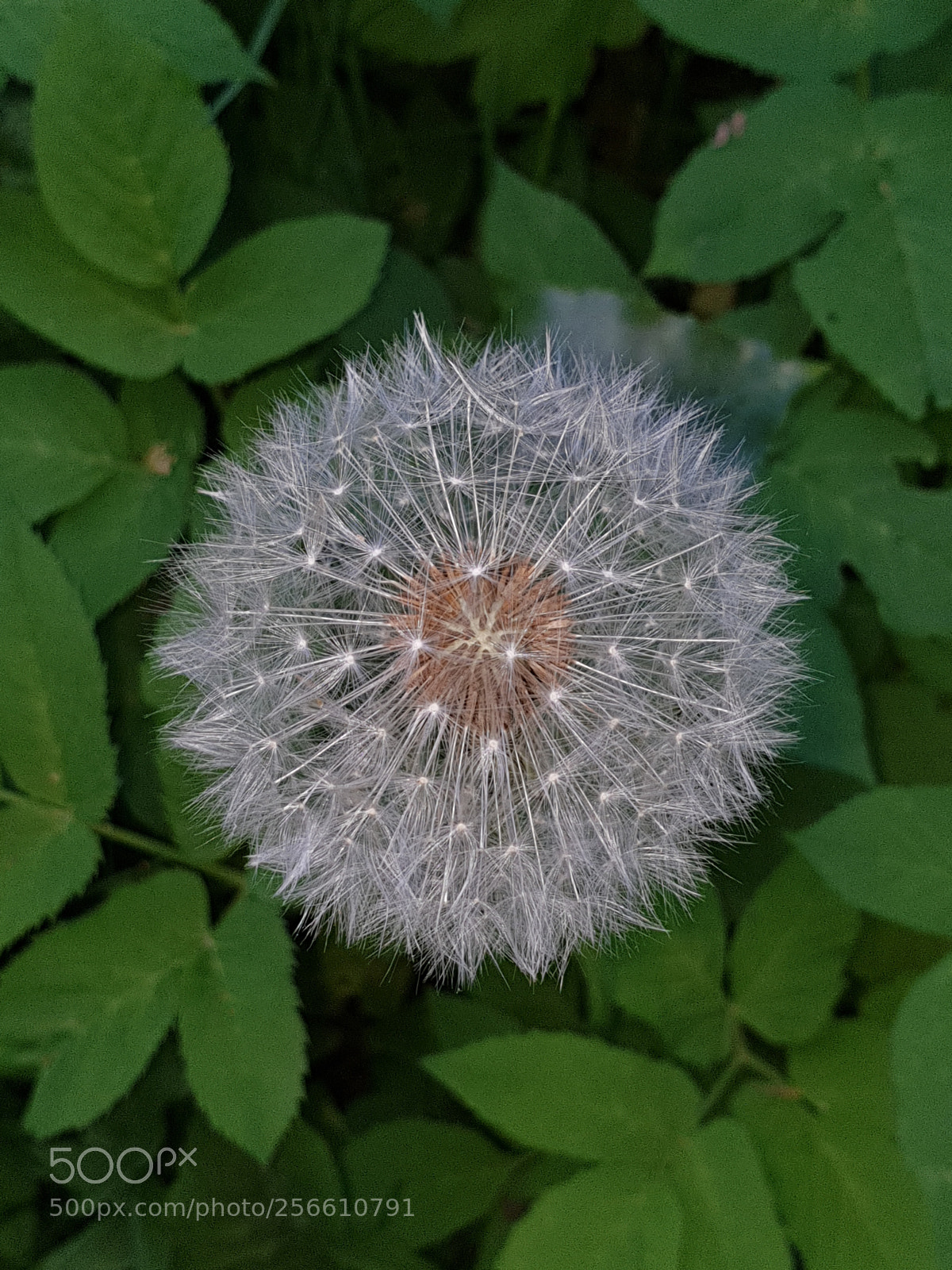 Samsung Galaxy S9+ sample photo. Untitled photography