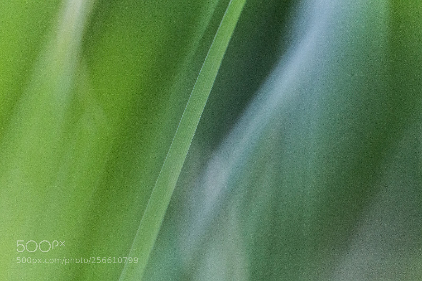 Canon EOS 6D sample photo. Grass strands photography