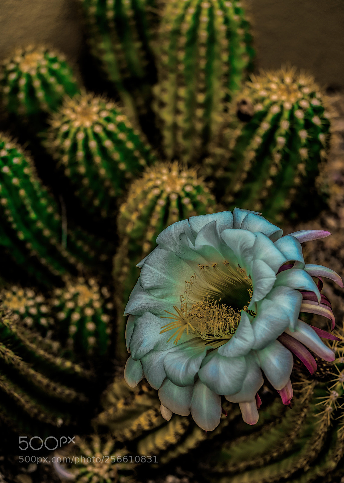 Sony a7R III sample photo. One blossom photography