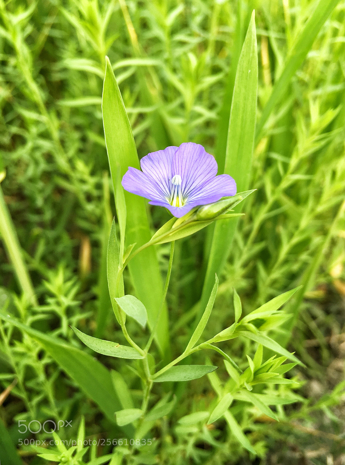 Apple iPhone SE sample photo. Caba bb e photography