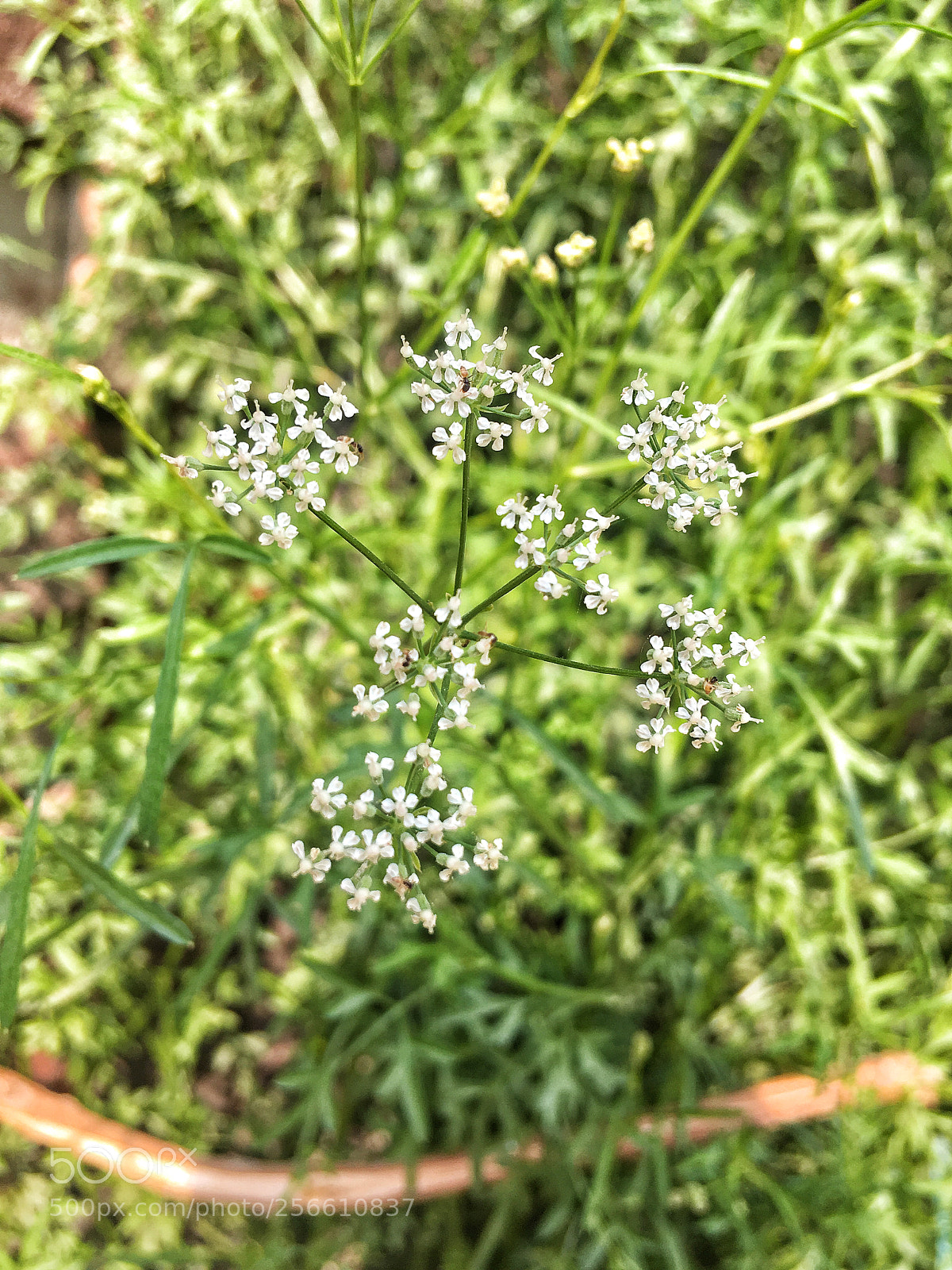 Apple iPhone SE sample photo. Eccb bfecb ddba photography
