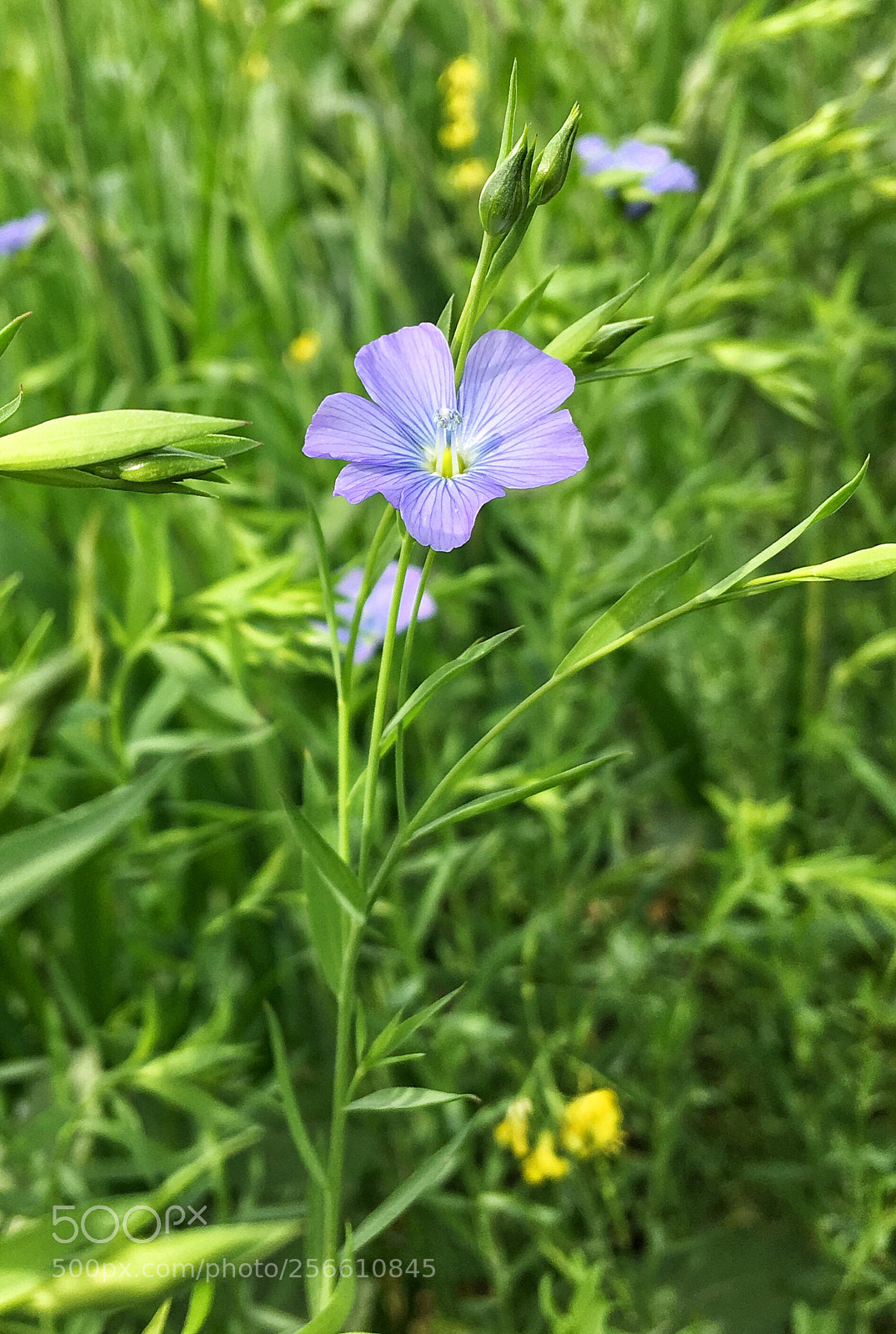 Apple iPhone SE sample photo. Eca bcdeaaca photography