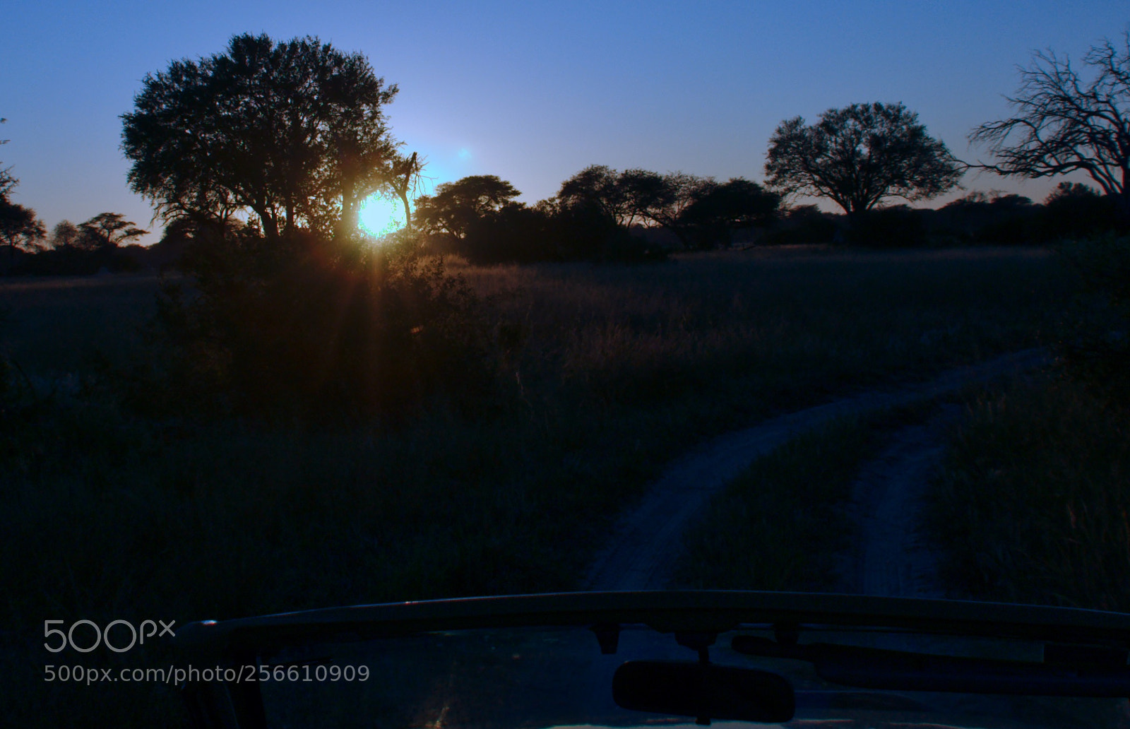 Nikon D90 sample photo. Sunrise on the forest photography