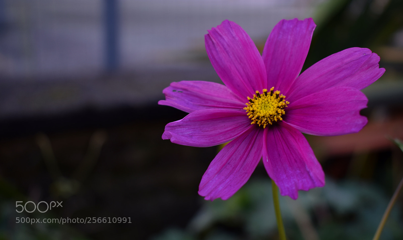 Nikon D3300 sample photo. Pink flower photography