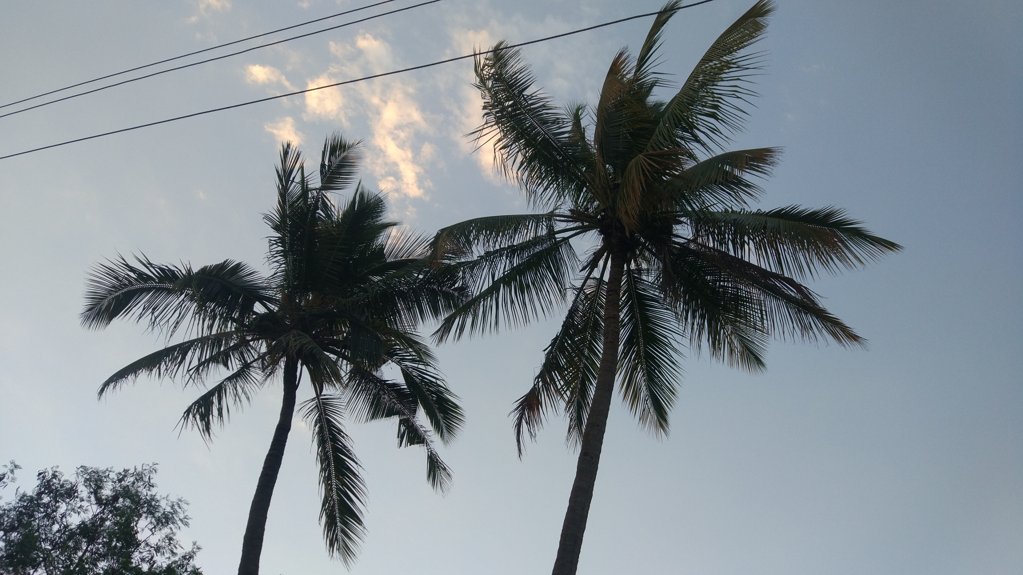 Xiaomi MI 5 sample photo. Couple coconut! photography