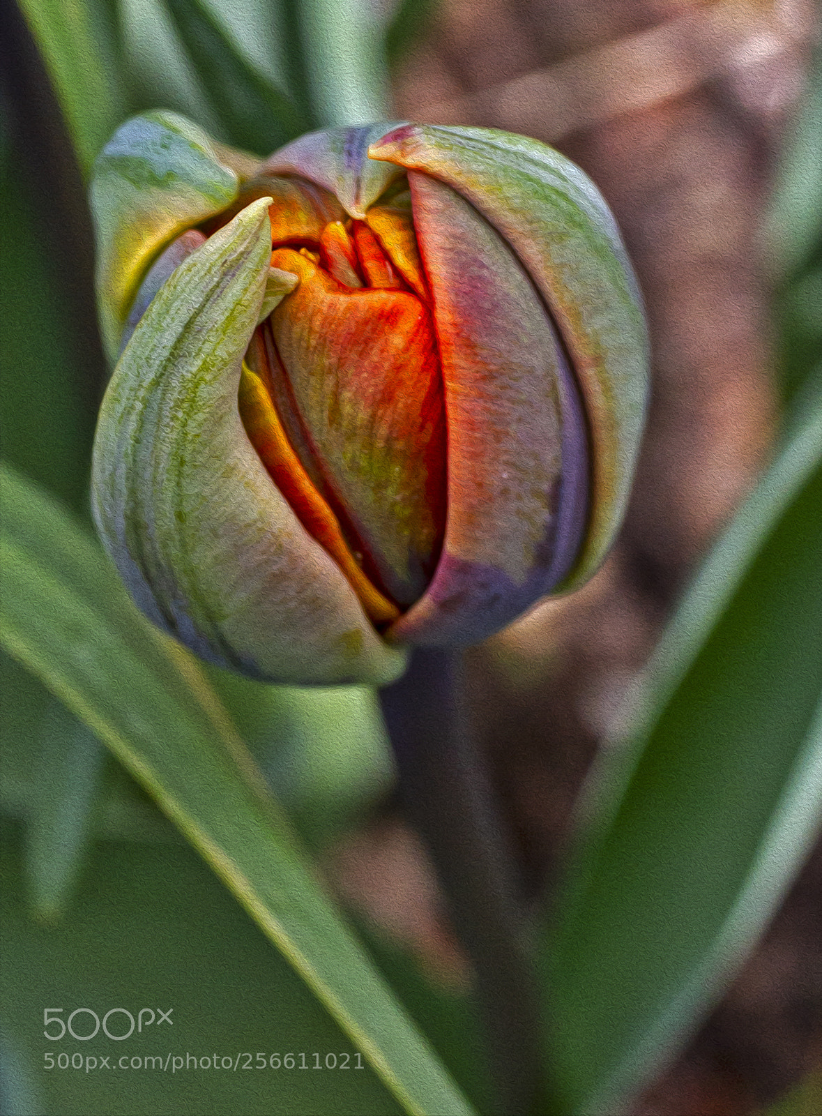 Canon EOS 7D sample photo. Tulip 1 photography