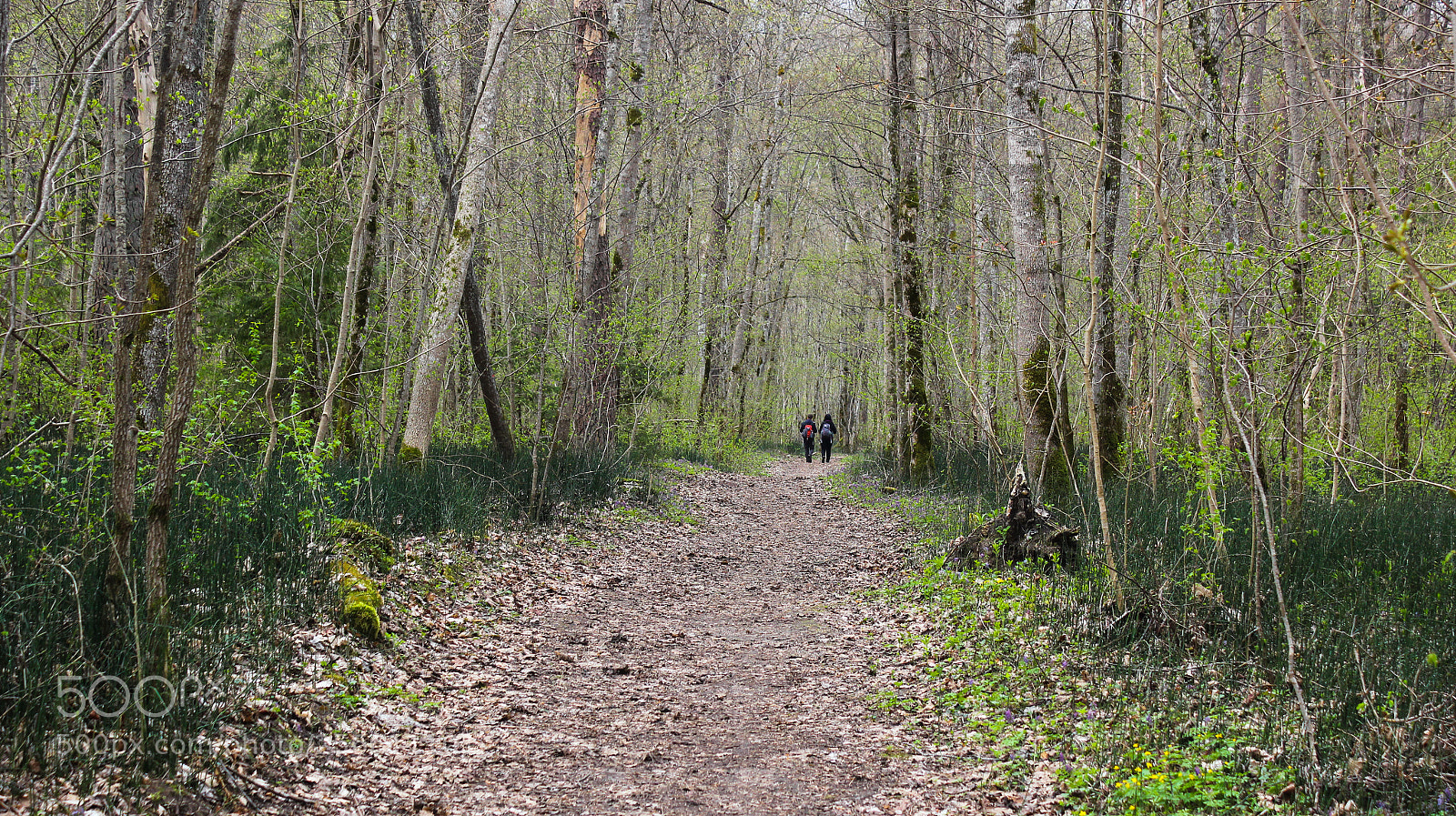 Canon EOS 550D (EOS Rebel T2i / EOS Kiss X4) sample photo. By the spring road photography