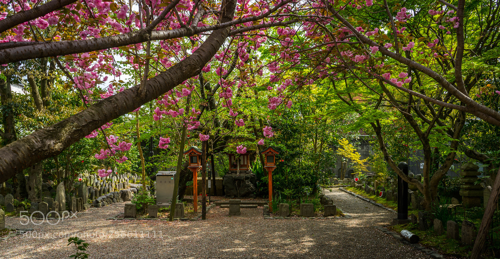 Sony a7 sample photo. A canopy of cherry photography