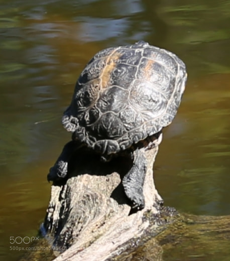 Canon EOS 6D sample photo. Untitled photography
