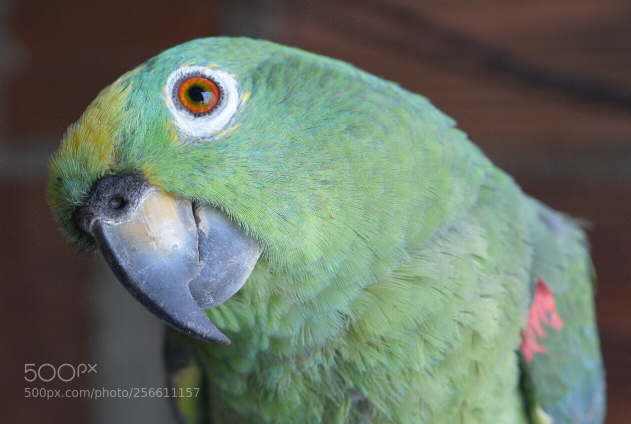 Nikon D3400 sample photo. Pájaro casimiro photography