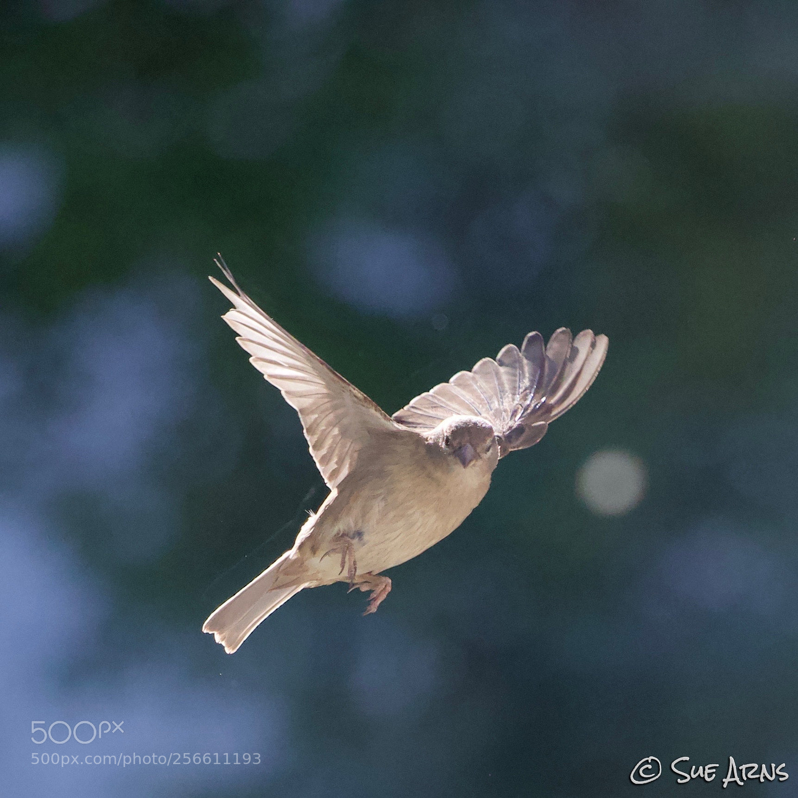 Canon EOS-1D X Mark II sample photo. Flying sparrow photography