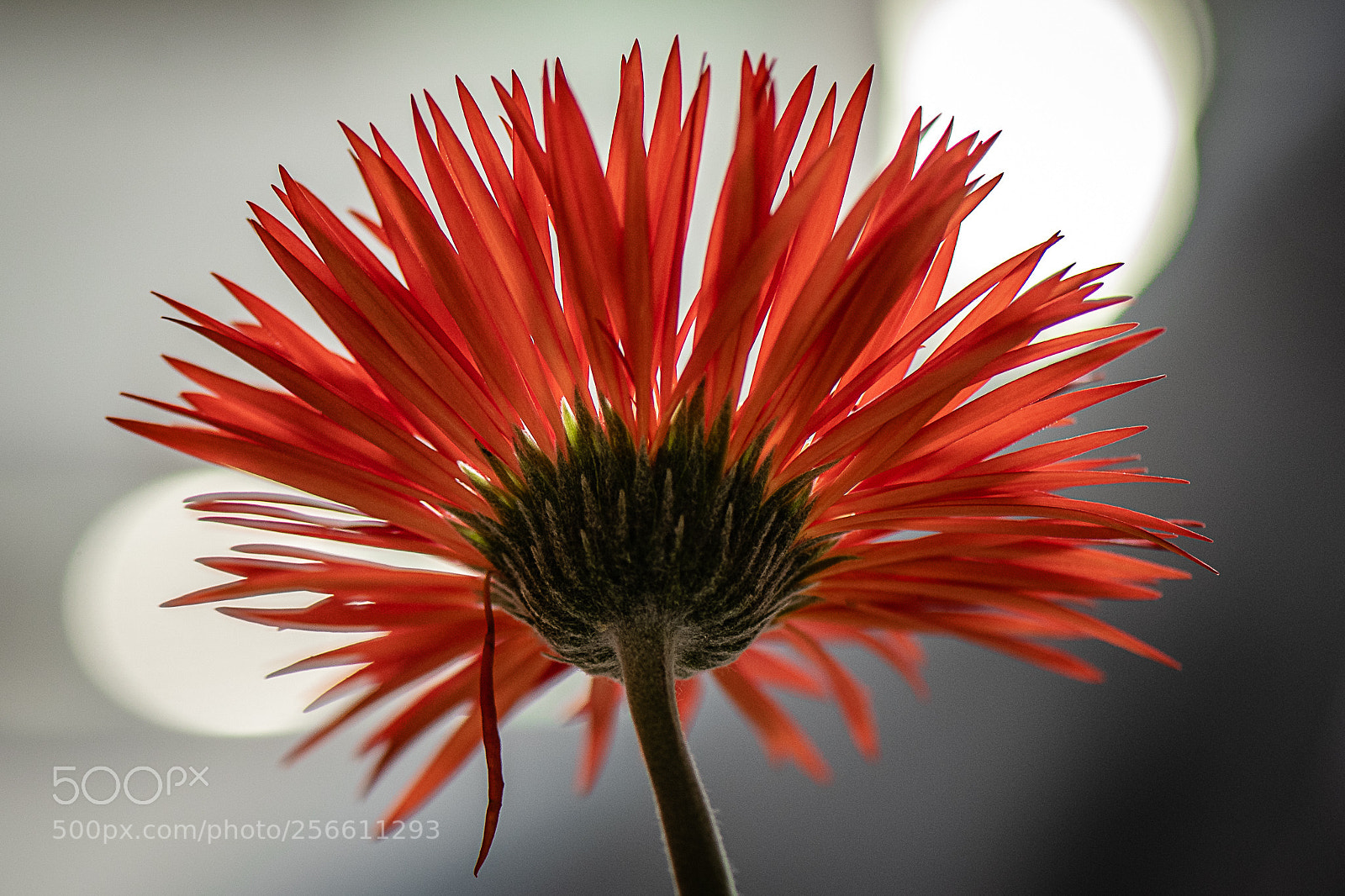 Nikon D750 sample photo. Flower photography
