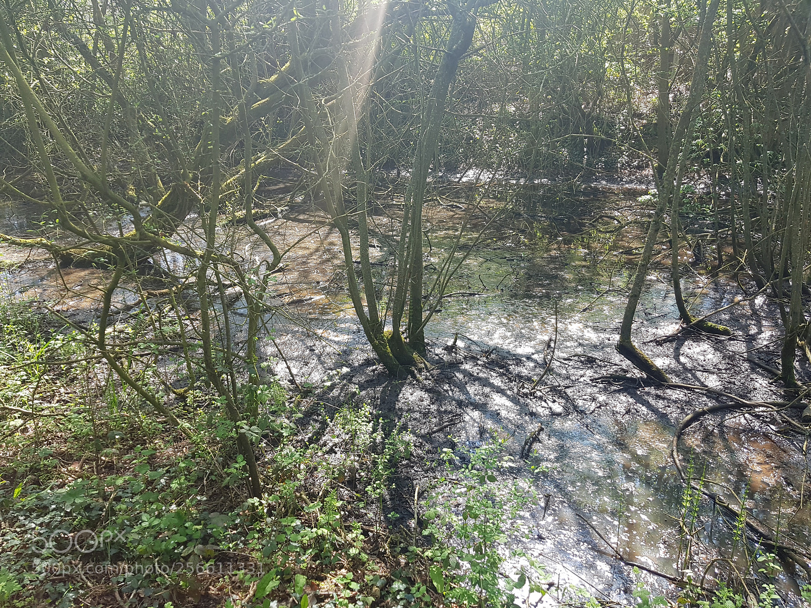 Samsung Galaxy S7 Edge sample photo. Swamp photography