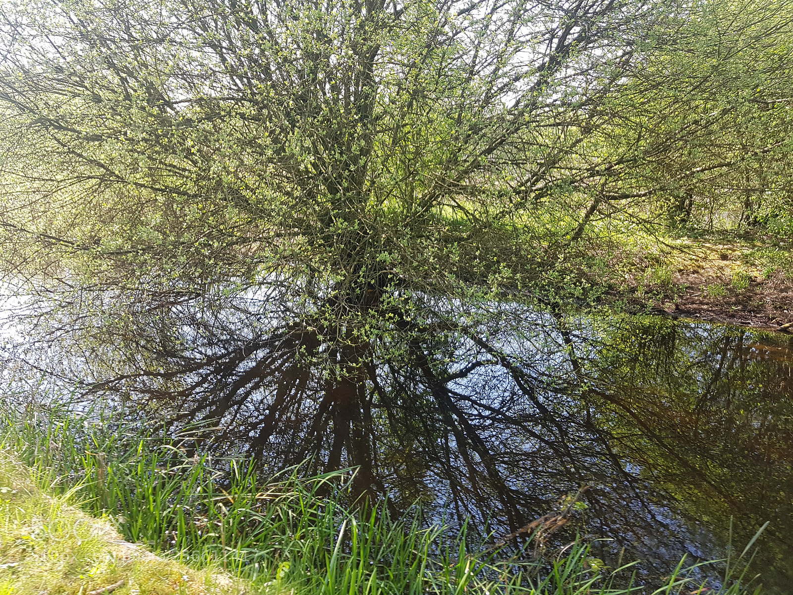 Samsung Galaxy S7 Edge sample photo. Water tree photography