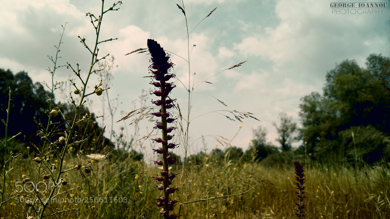 Sony Alpha DSLR-A200 sample photo. A fine day to photography
