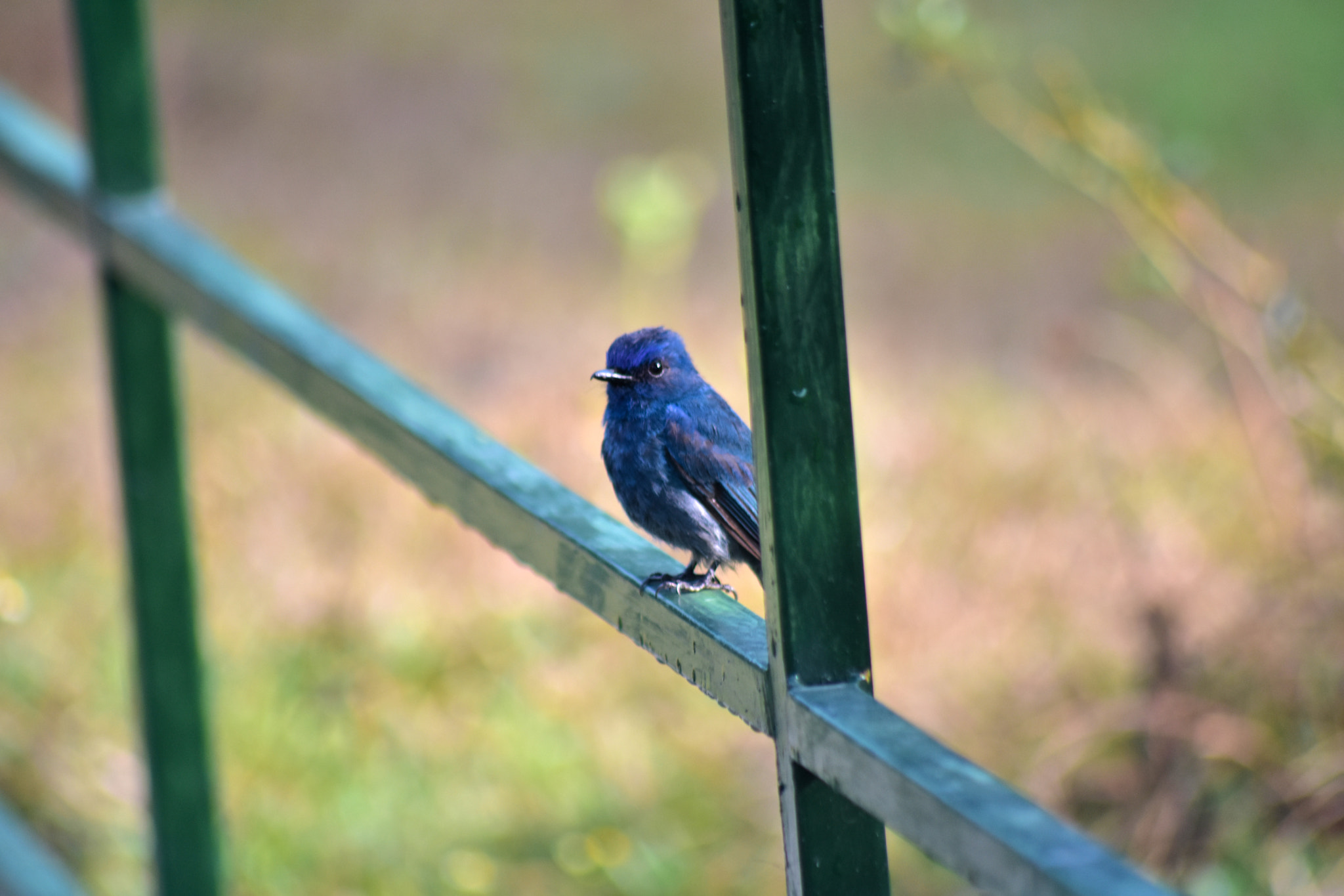 Nikon D3400 + Sigma 70-300mm F4-5.6 APO DG Macro sample photo. Blue photography