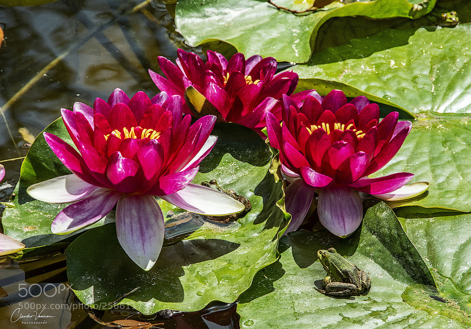 Nikon D5600 sample photo. Water lily with frog photography