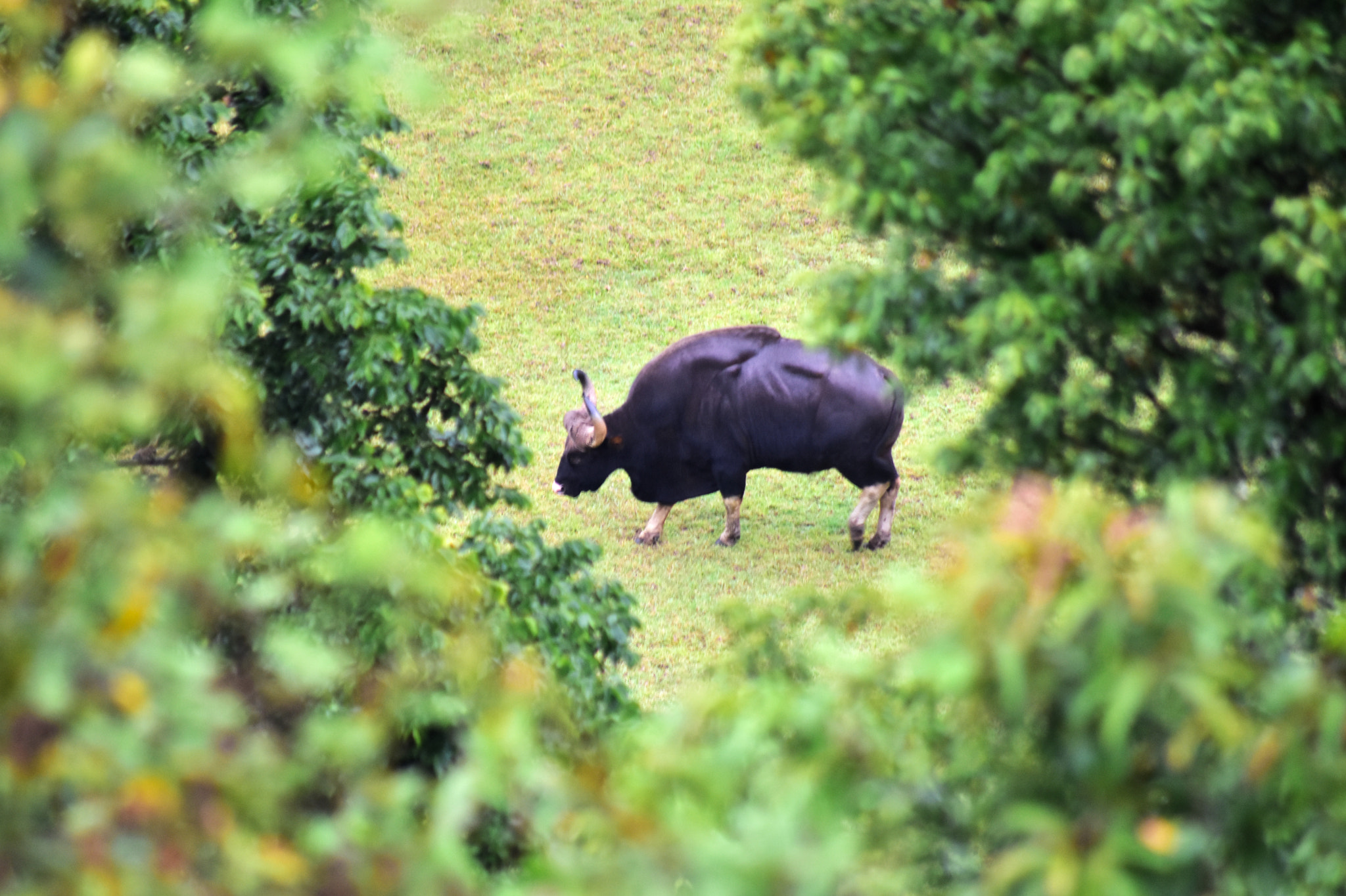 Nikon D3400 + Sigma 70-300mm F4-5.6 APO DG Macro sample photo. Gaur photography