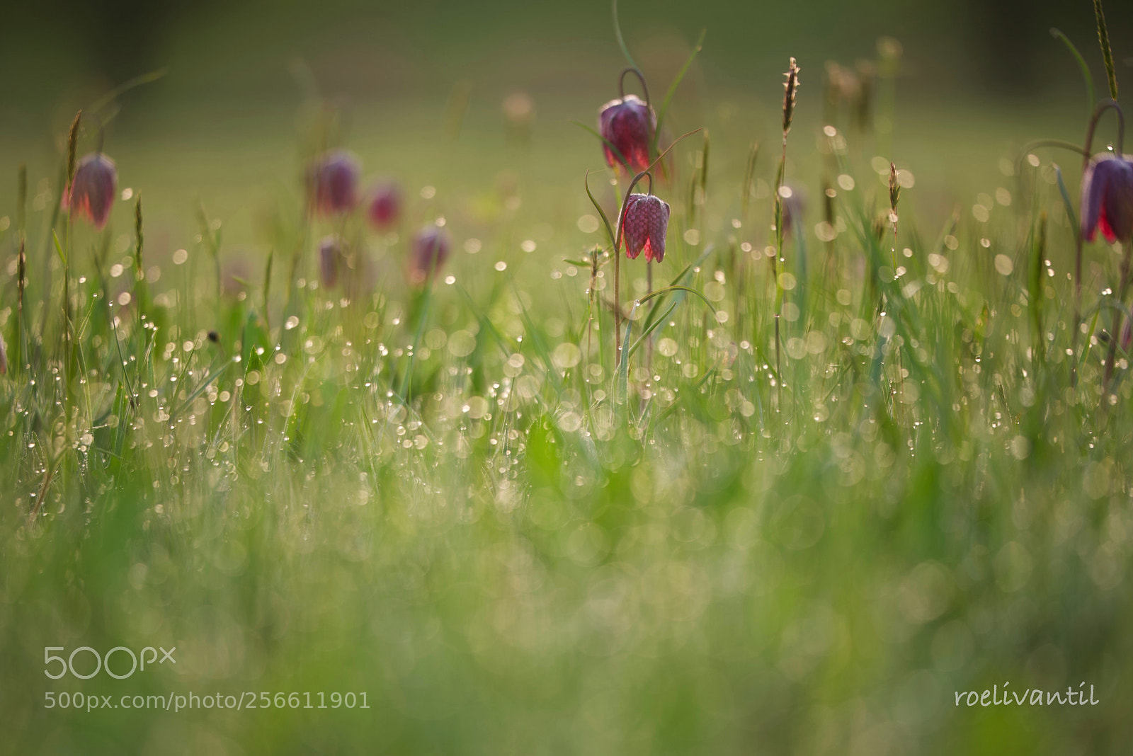 Nikon D750 sample photo. Field with fritillary photography