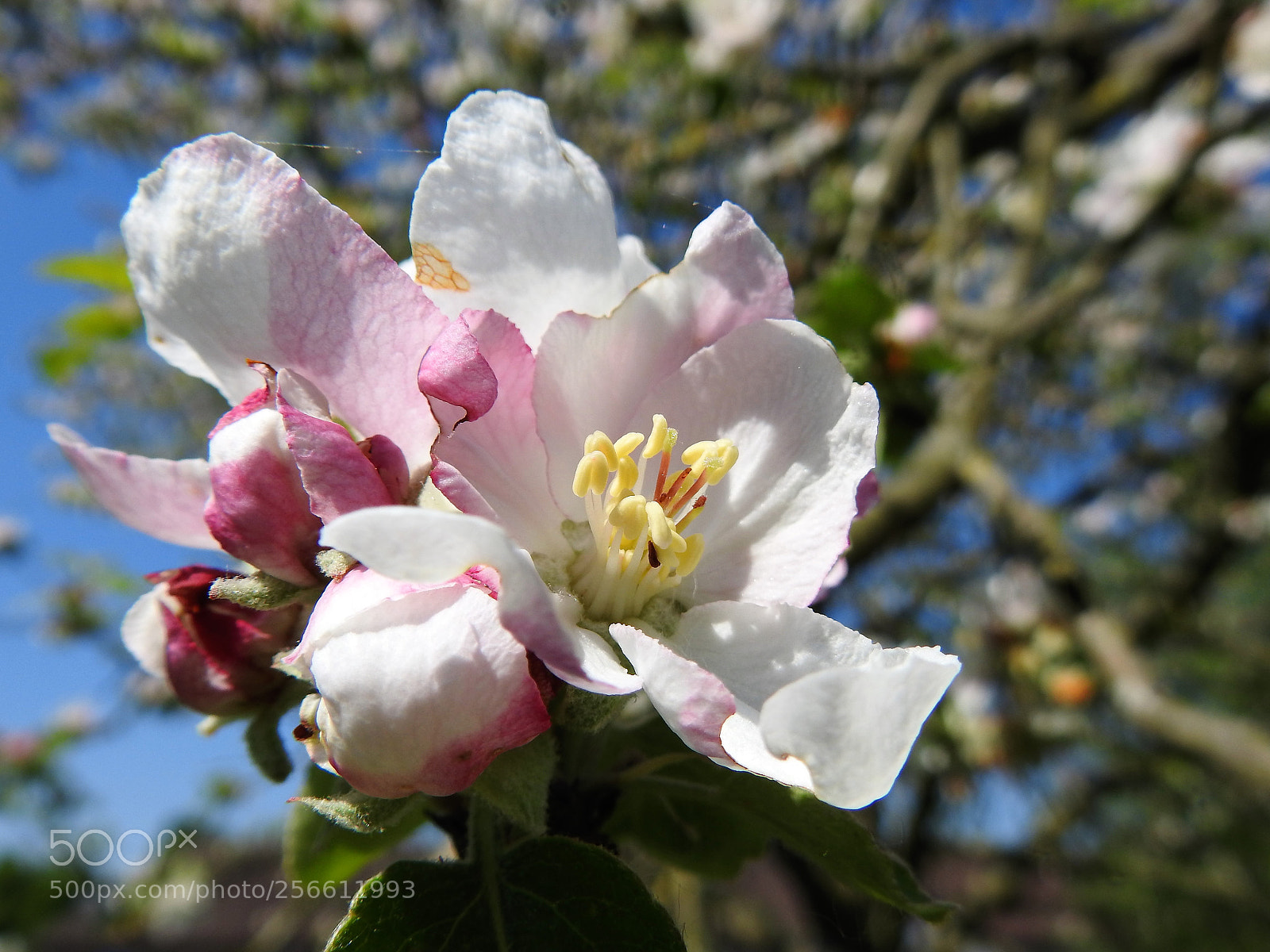Nikon Coolpix P900 sample photo. Diepen boomgaard photography