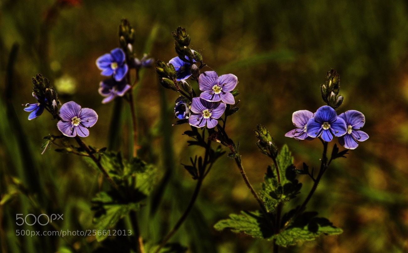 Canon EF-S 18-135mm F3.5-5.6 IS sample photo. On a meadow photography