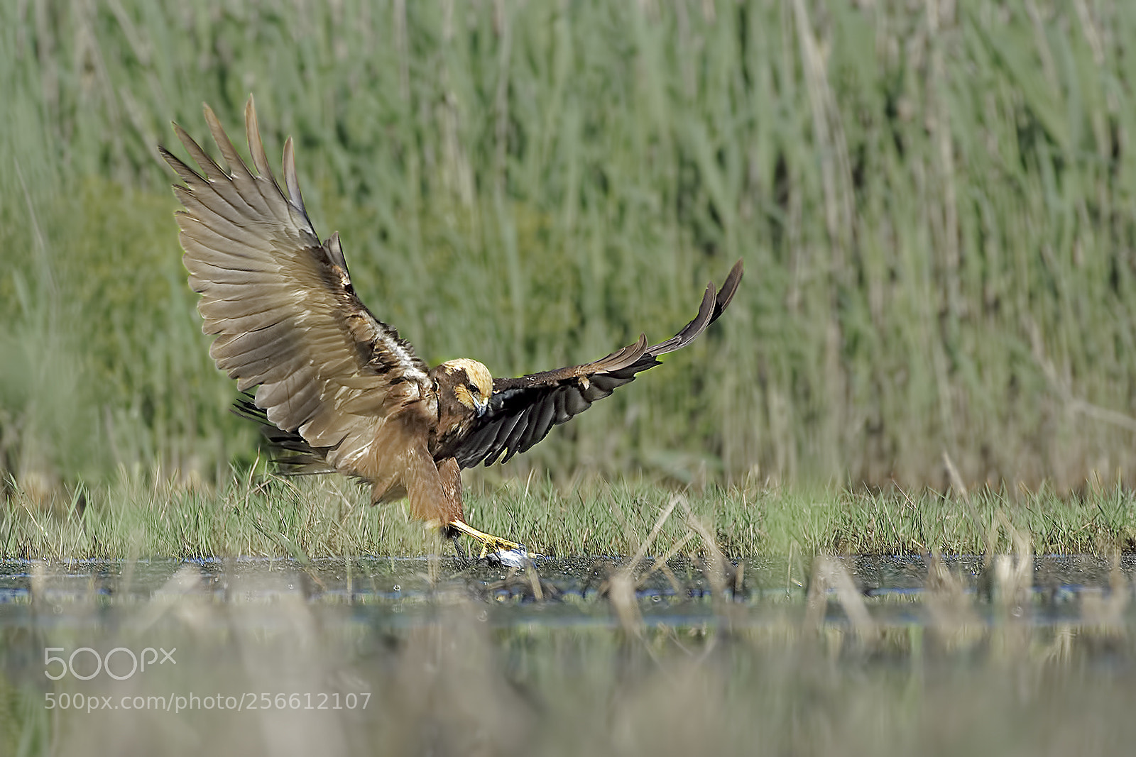 Nikon D7100 sample photo. Marsh harrier attak photography
