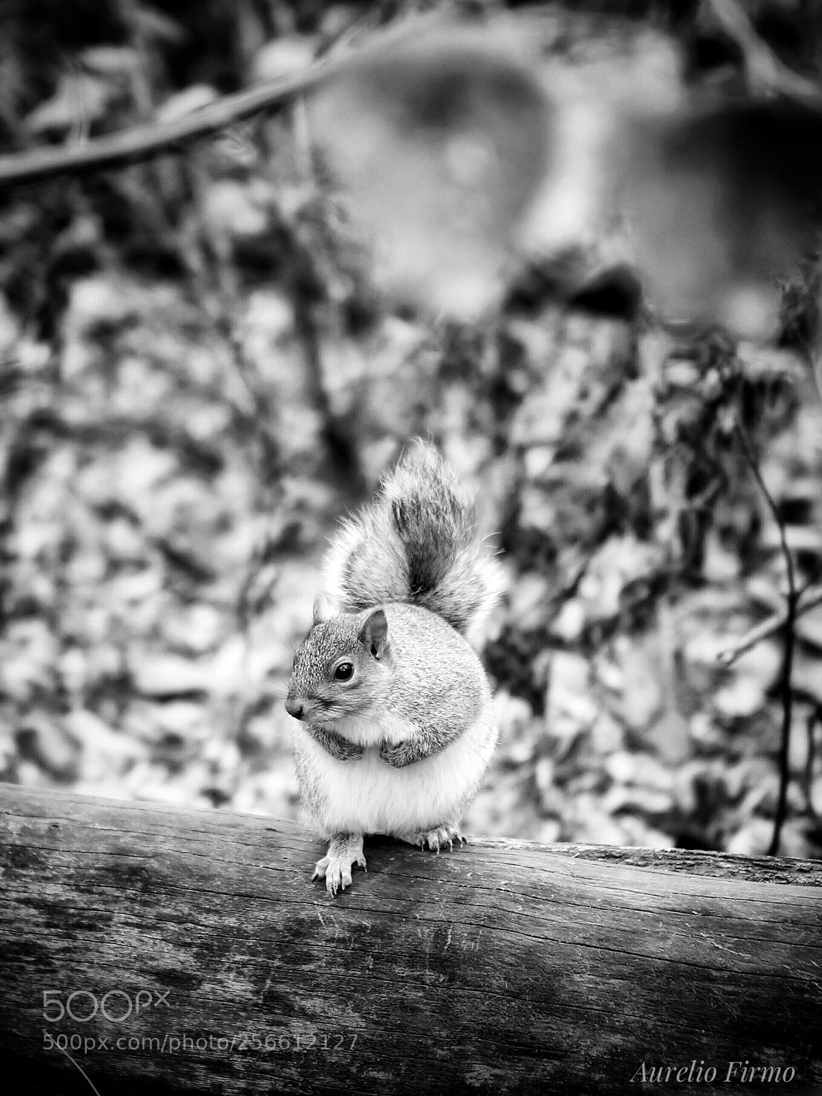 Canon EOS 6D sample photo. Squirrel  photography