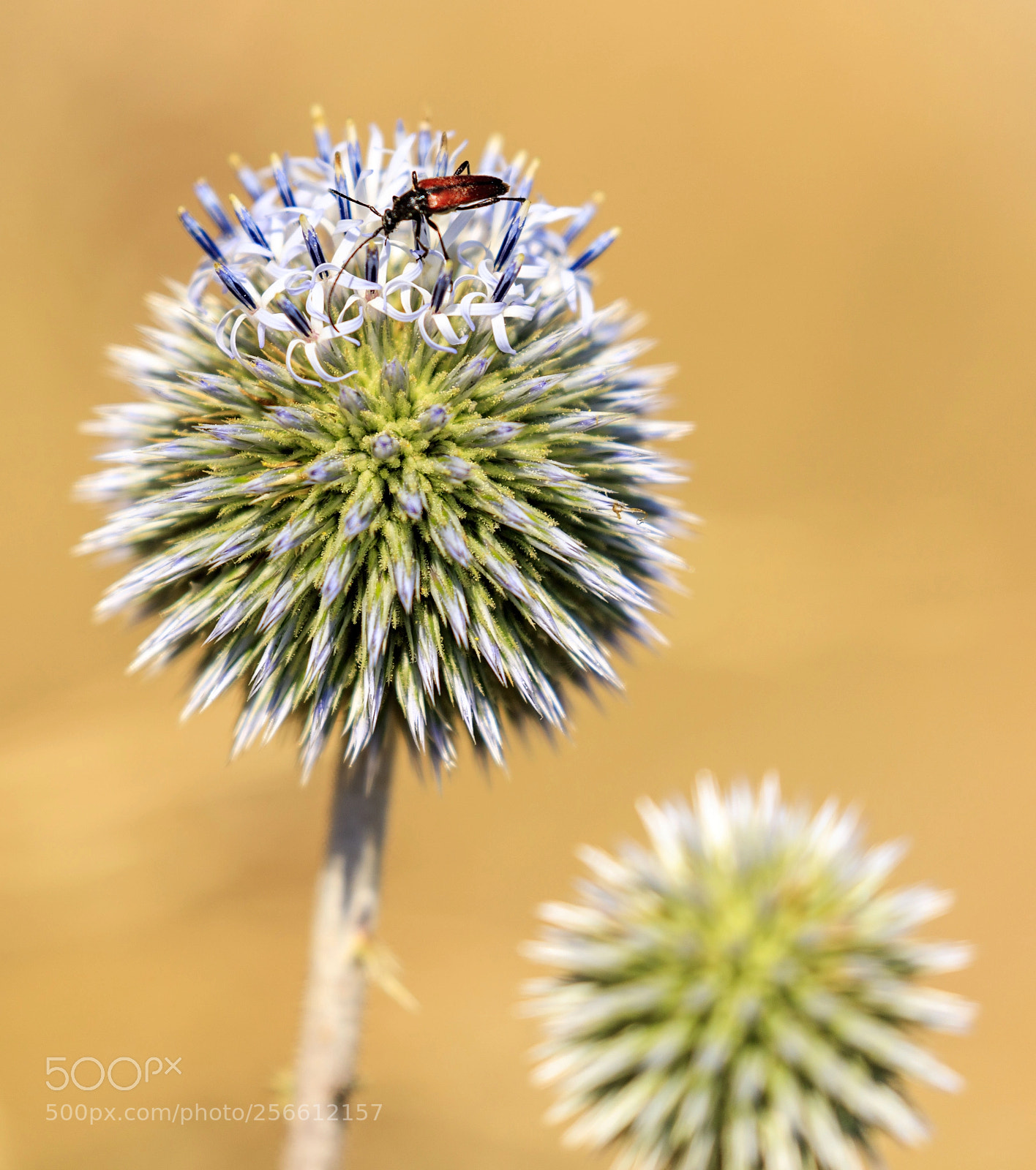 Canon EOS 5DS sample photo. Prickly flower photography