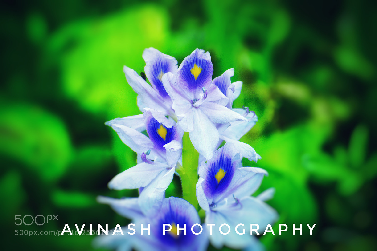 Nikon D5200 sample photo. Untitled photography