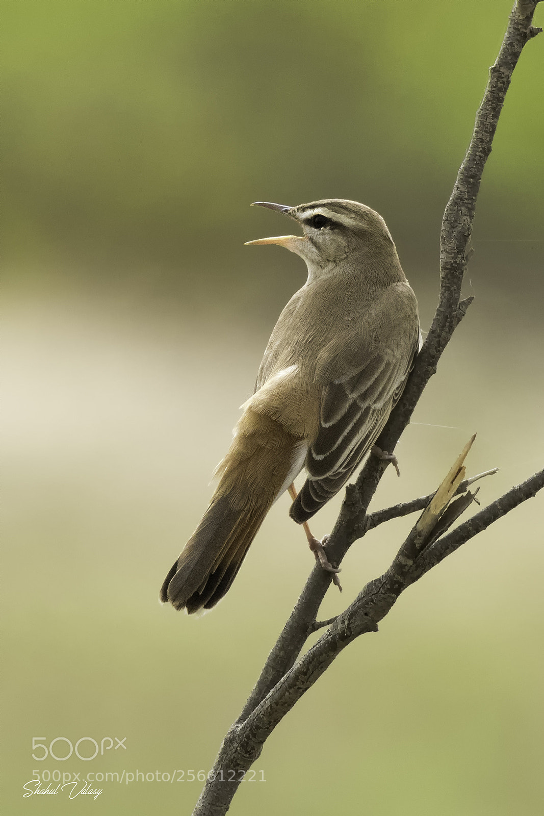 Nikon D500 sample photo. Rufous-tailed scrub robin photography