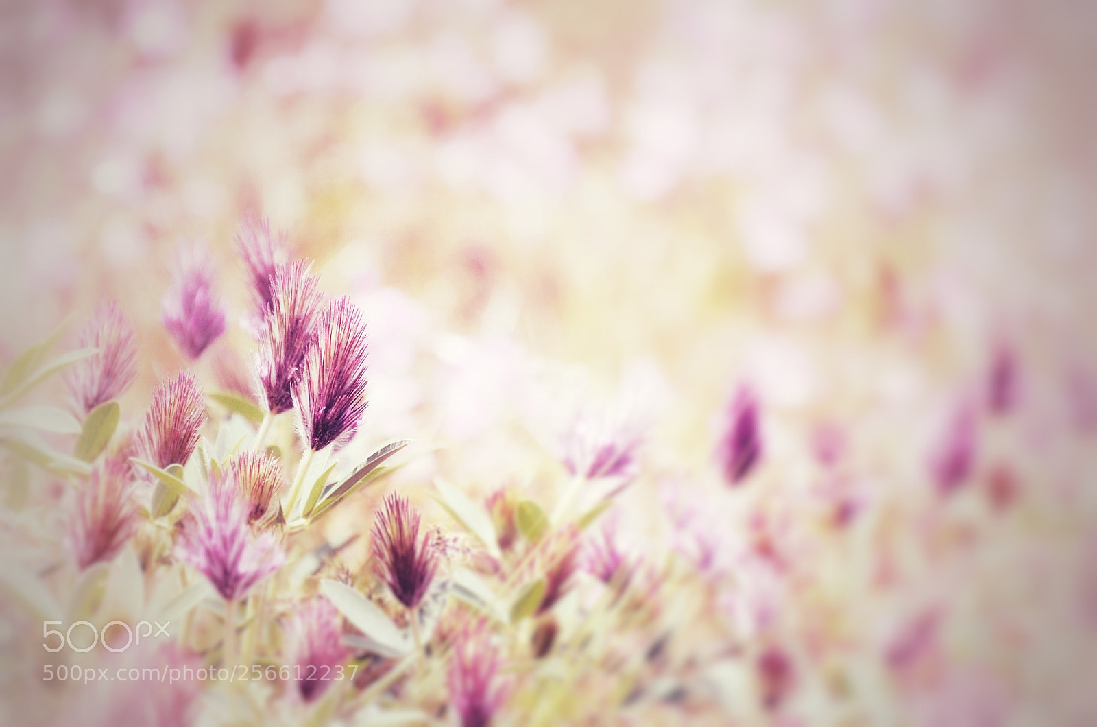 Nikon D7000 sample photo. ^_^ photography